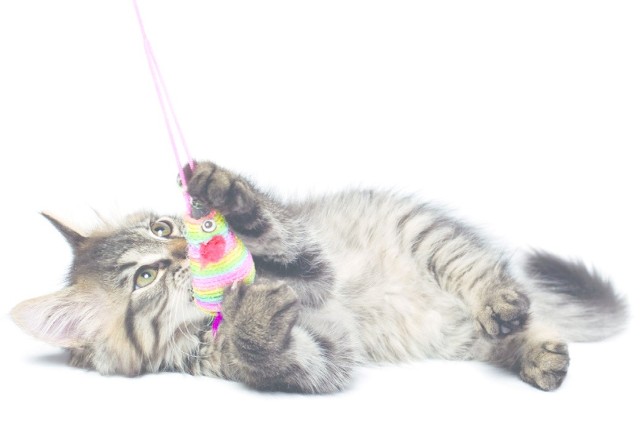 Zapraszamy właścicieli kotów do zgłaszania swoich pupili do plebiscytu Lubuski Superkot 2015. Do wygrania atrakcyjne nagrody!