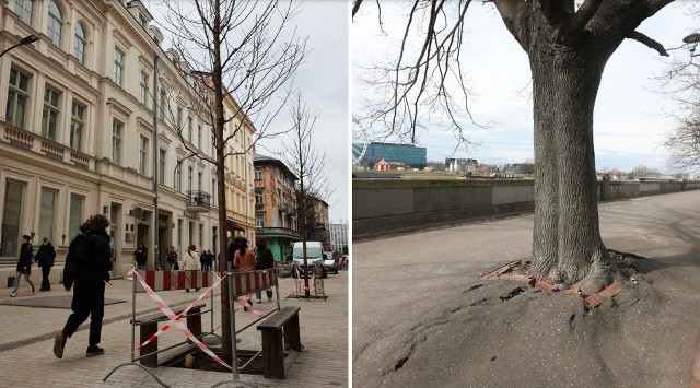 Nowa ulica Krupnicza (po lewej) i drzewa na bulwarach wiślanych (po prawej).