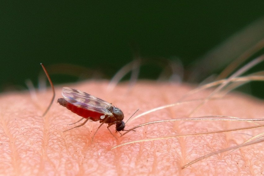 Jednym z najbardziej znanych sposobów na komary jest...