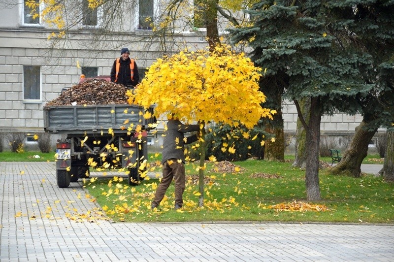 Pracownicy w akcji strącania liści z drzew