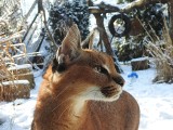 Zima w toruńskim zoo i schronisku. Jak mróz wpływa na zwierzęta? Zobacz, czy sobie radzą ze śniegiem. Oto zdjęcia!