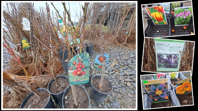 Mnóstwo sadzonek, cebulek i kwiatów oferowano na giełdzie w Sandomierzu w sobotę, 11 marca. Zobacz na kolejnych slajdach >>>