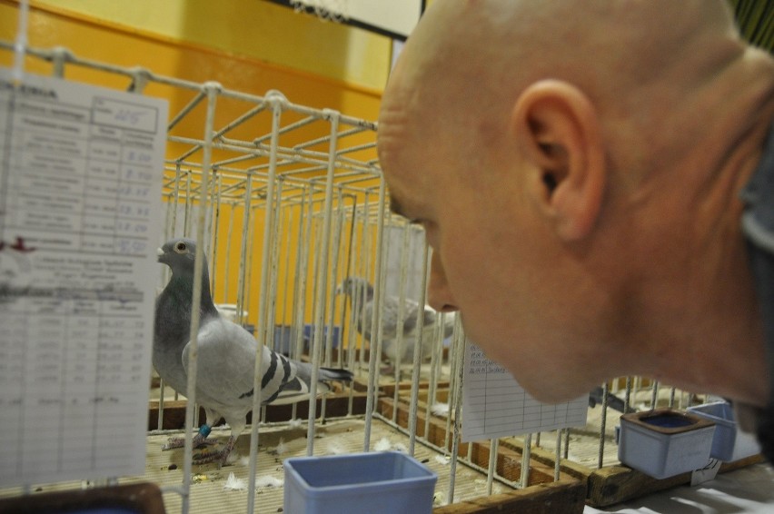 Wystawa gołębi pocztowych w Szczecinku [zdjęcia, wideo]