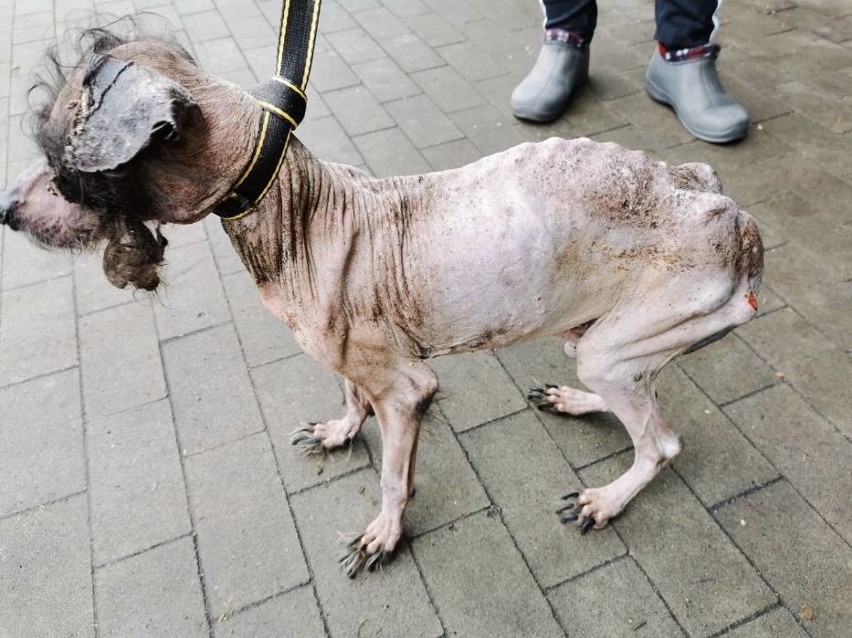 Pies w tragicznym stanie odebrany właścicielce. Trafił do "Przytuliska" w Chojnicach [Uwaga, drastyczne zdjęcia!]