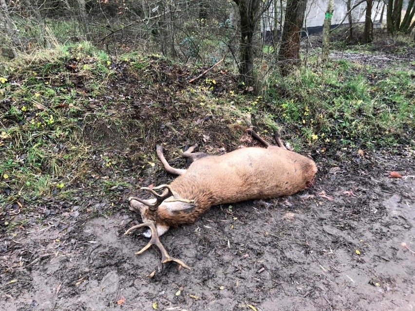 Myśliwi z Poznania pozwolili żywcem rozszarpać jelenia....