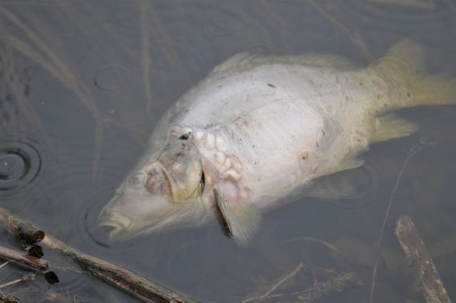 Ryby w Zaborze zdechł z powodu braku tlenu