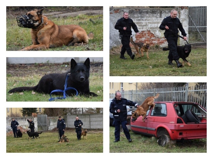 W Komedzie Miejskiej Policji w Grudziądzu jest w sumie...