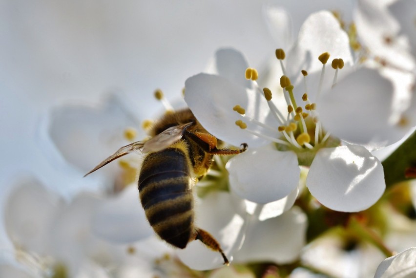Poidełka dla pszczół: Pojemniki wypełnione materiałem, na...