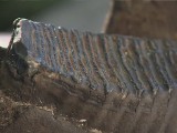 W lesie na Dolnym Śląsku znaleziono świetnie zachowaną żuchwę mamuta [wideo]