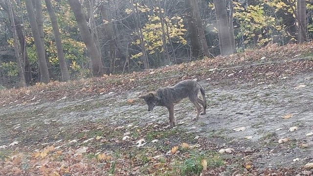 Młody wilk błąka się od Kowar po Kamienną Górę.