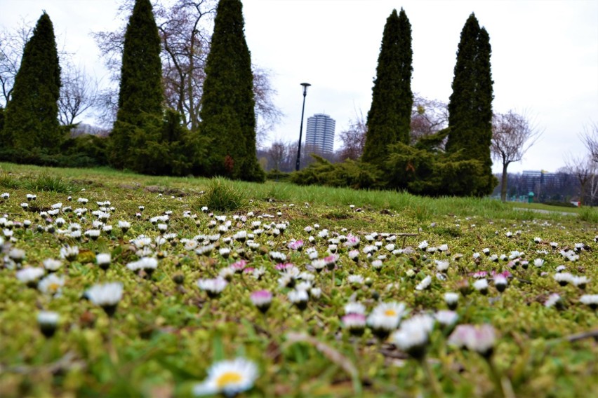 Piękna wiosna w Parku Śląskim....