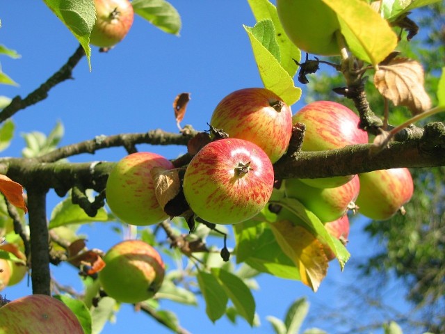 Polska jest czwartym krajem na świecie pod względem produkcji jabłek