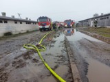 Pożar w Miłostowie pod Kwilczem. Paliła się chlewnia, w której znajdowało się 600 prosiąt