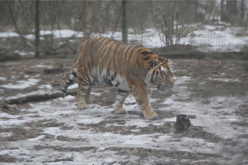 Tygrysy w poznańskim zoo