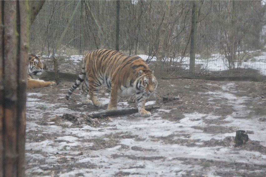 Tygrysy w poznańskim zoo