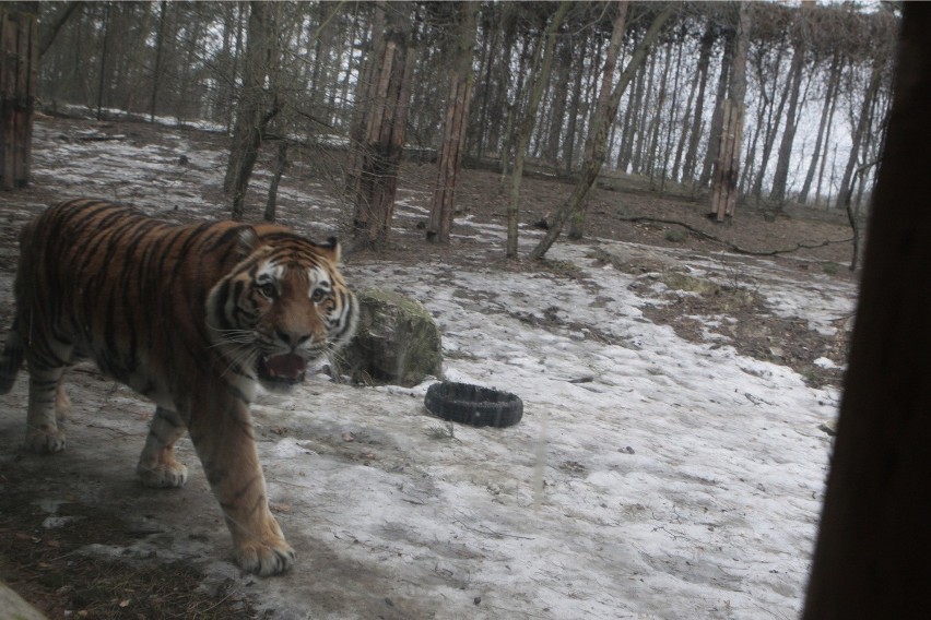 Tygrysy w poznańskim zoo