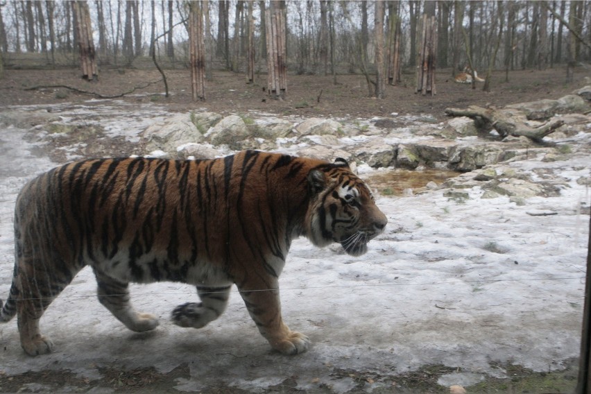 Tygrysy w poznańskim zoo