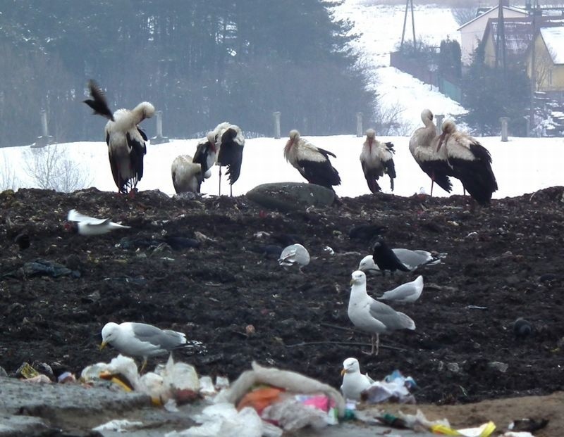 Bociany żerują na wysypisku śmieci w Radomiu (zdjęcia)