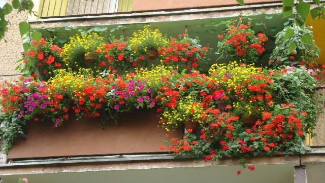 Najpiękniejszy balkon w LubuskiemZwycięski balkon Krystyny Wasińskiej ze Wschowy. Rosną tam pelargonie, surfinie, złoty deszcz, kocanki, lobelie, petunie, na ścianach pnie się winobluszcz i kolorowy powój.