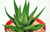 Aloes wspomaga leczenie i upiększa