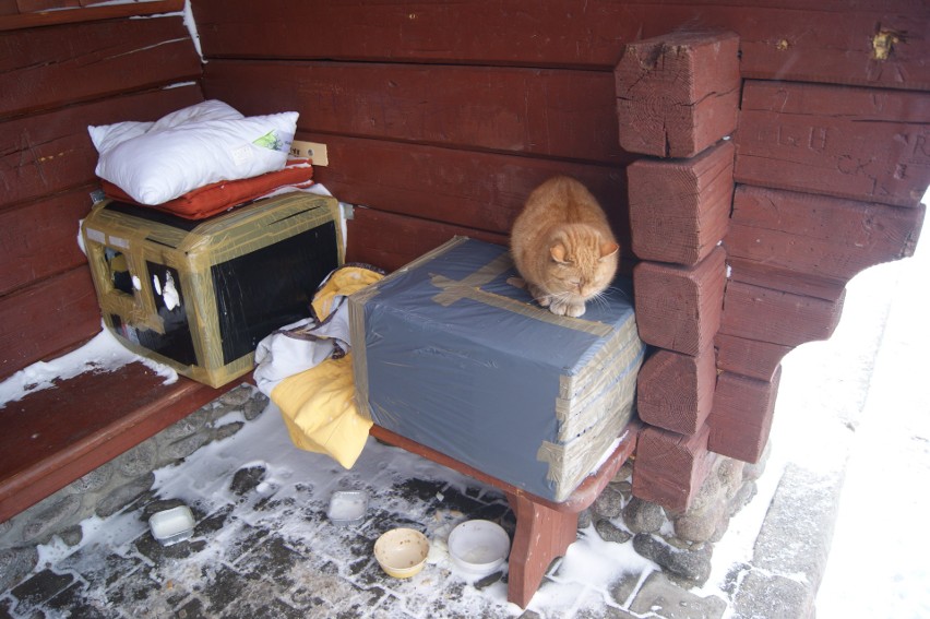Zakopane: Poznaj historię kota, który zamieszkał na przystanku [GALERIA]