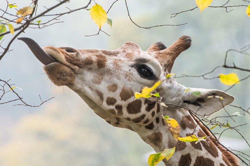 Mieszkańcy poznańskich ogrodów zoologicznych szykują się na...