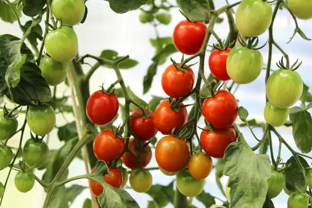 Pomidor z uprawy polowej ma wyższą zawartość witaminy C i prowitaminy A w porównaniu do tego szklarniowego, podaje Śląski Ośrodek Doradztwa Rolniczego.