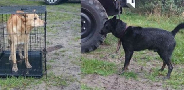 Strażacy uratowali psy przywiązane do drzewa w okolicy jeziora Serbsko