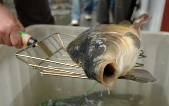 Ryba stała się przynętą | Express Bydgoski