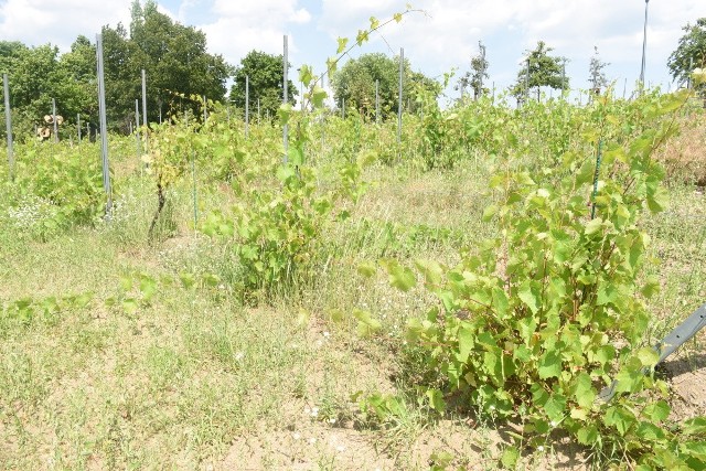 Winne Wzgórze w Zielonej Górze po remoncie. Jak wygląda roślinność pod koniec czerwca 2019?