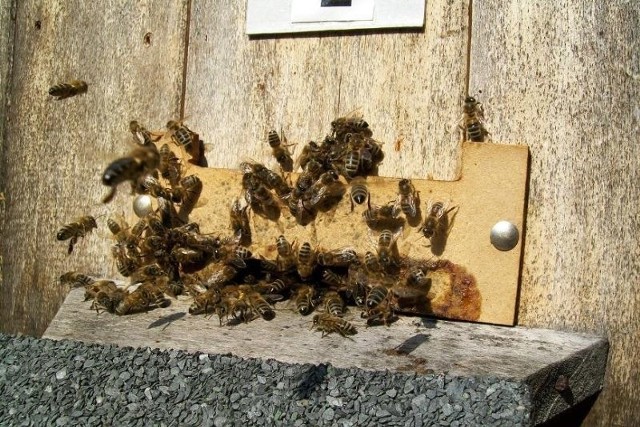 Nawet pszczoły wyszły z uli w pasiece naszego internauty.