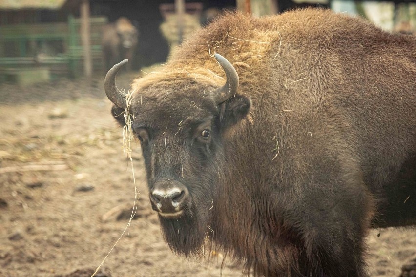 Samiec żubra może ważyć nawet 800 kilogramów. Człowiek w...