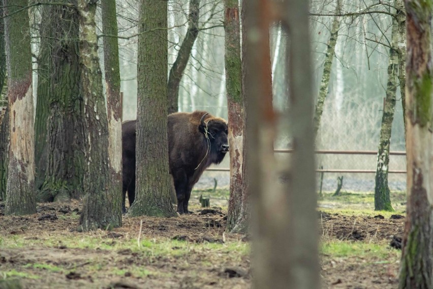 Samiec żubra może ważyć nawet 800 kilogramów. Człowiek w...