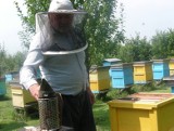 Opolscy pszczelarze chowają miód do magazynów. Cena spadła poniżej opłacalności. Import wypiera rodzimy miód