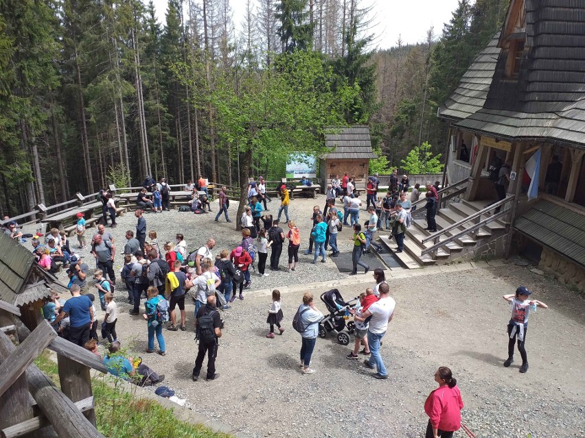 Tatry. Rusinowa Polana i Wiktorówki - hit turystycznych wędrówek 