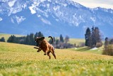 Z psem do gondoli? Na Halę Skrzyczeńską tak, ale w Parku Śląskim już nie. Do gondoli "Elki" nie wejdziemy z psem. Dlaczego? 