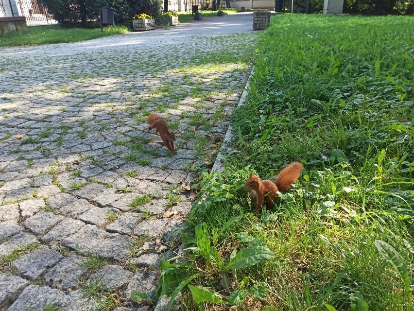 Idąc do parku Klepacza łodzianie nie mogą zapomnieć o... orzechach! Okoliczne wiewiórki kochają spacerowiczów