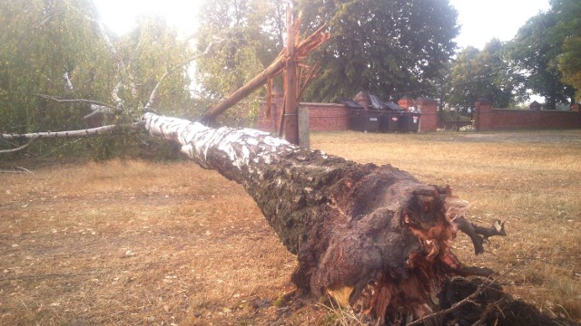 W Starym Koźlu drzewo runęło na linię telefoniczną.