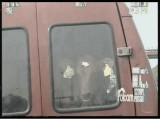 Przewoził w aucie niespodziewanych pasażerów - dwa małe byczki! [wideo]