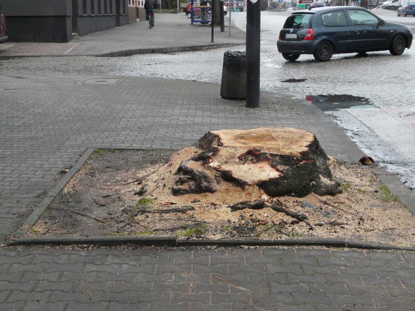 Pabianice. Wycinka drzew przy ul. Zamkowej. Dlaczego wycięto drzewa? ZDJĘCIA