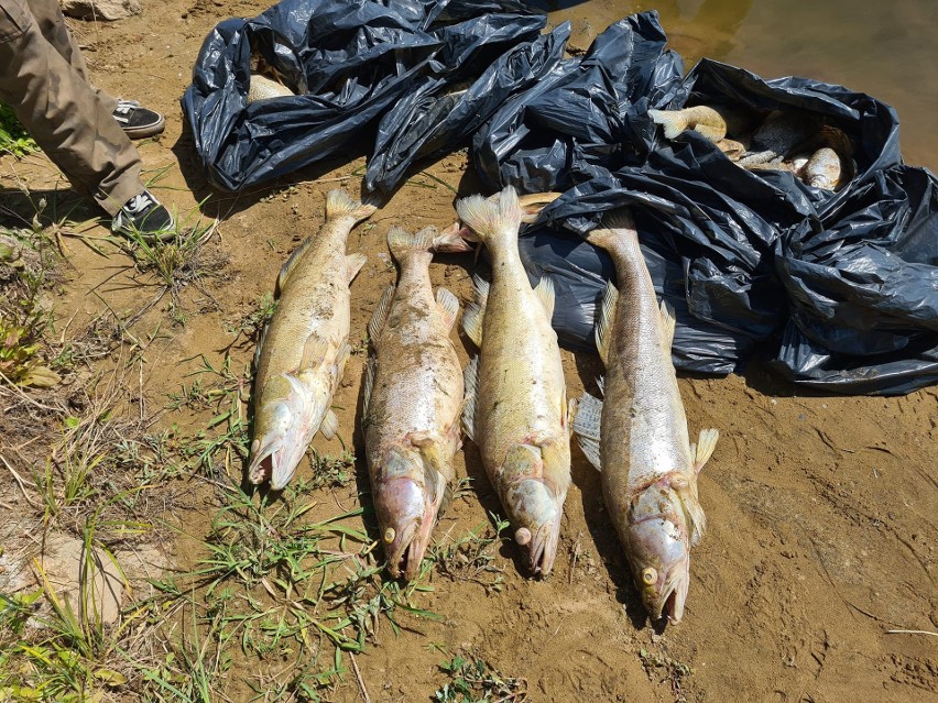 Ponad 15 ton śniętych ryb wyłowiono tylko na krośnieńskim...