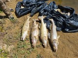 Ponad 15 ton śniętych ryb wyłowiono do tej pory z Odry w okolicach Krosna Odrzańskiego