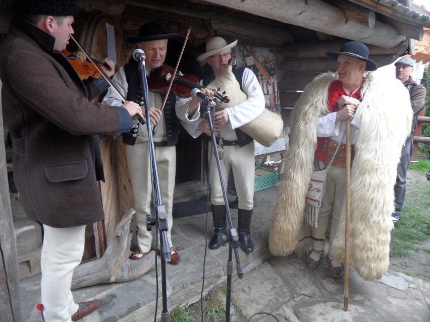 W Koniakowie odbył się tradycyjny obrzęd mieszania owiec
