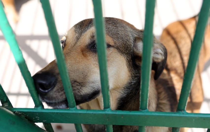 Szczecińskie schronisko zaopiekuje się bezdomnymi psami z...