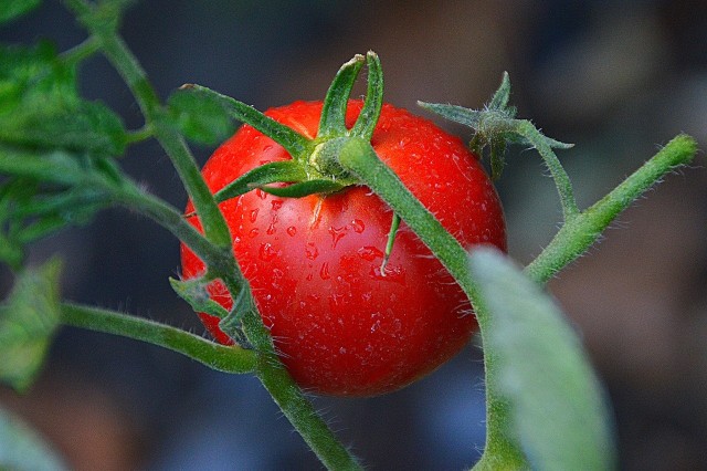 Pomidor nie ma zbyt dużych wymagań, co do gleby. W zasadzie może być uprawiany na glebie każdego rodzaju, zasobnej w składniki pokarmowe, żyznej, niezbyt ciężkiej i zlewnej, będącej w dobrej kulturze, przepuszczalnej i łatwo podsiąkającej. Pomidor dobrze rośnie na glebach ciepłych, w których temperatura utrzymuje się na poziomie 18-22°C. W niższych temperaturach, pomidor słabiej pobiera wodę i składniki pokarmowe.