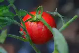 Kiedy sadzić pomidory do gruntu? Jest termin znany od pokoleń, a jaką datę zalecają eksperci?