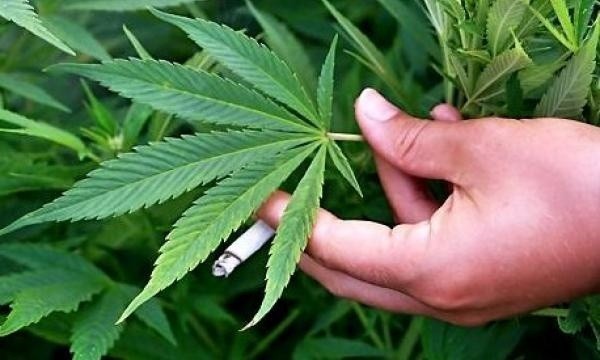 Czy marihuana powinna być zalegalizowana?