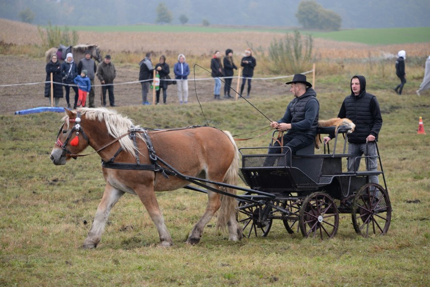 Powożenie bryczką