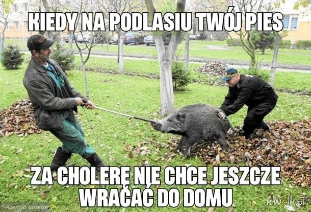 W internecie jest mnóstwo memów dotyczących Podlasia i...