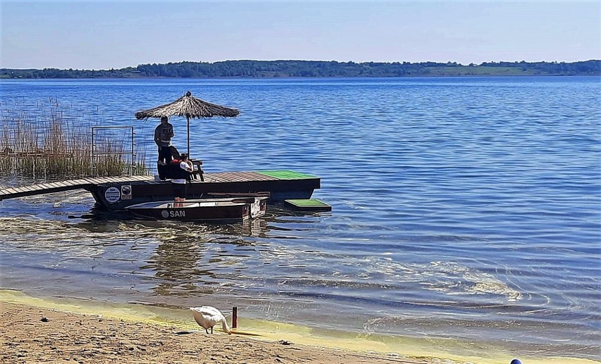 Żółty pył pokrył Jezioro Tarnobrzeskie. Wygląda malowniczo, ale intryguje. Ludzie są ciekawi, czy żółty osad to siarka. A gęś wodę pije... 